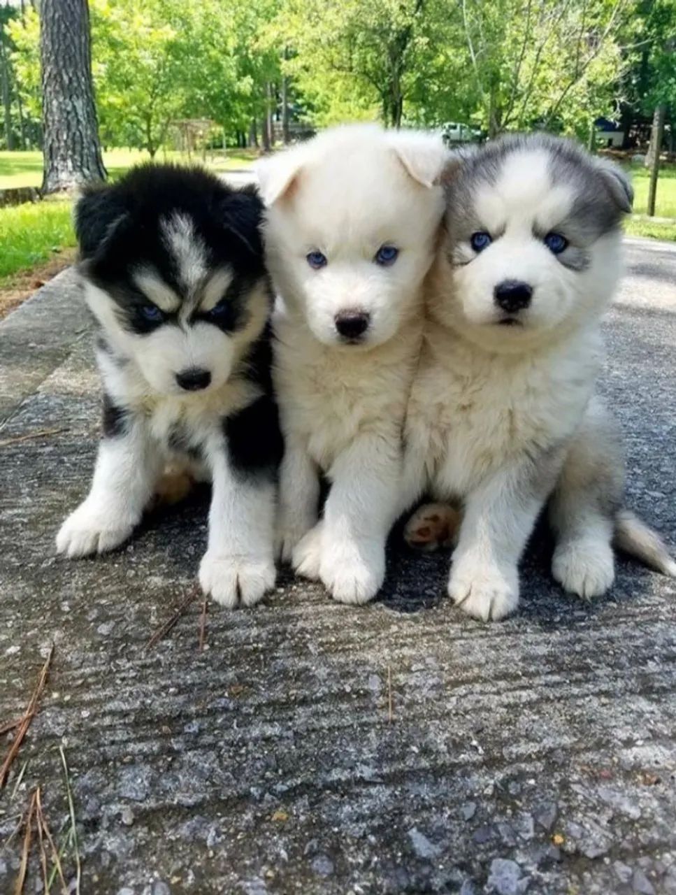 Husky Siberiano  - Foto 3