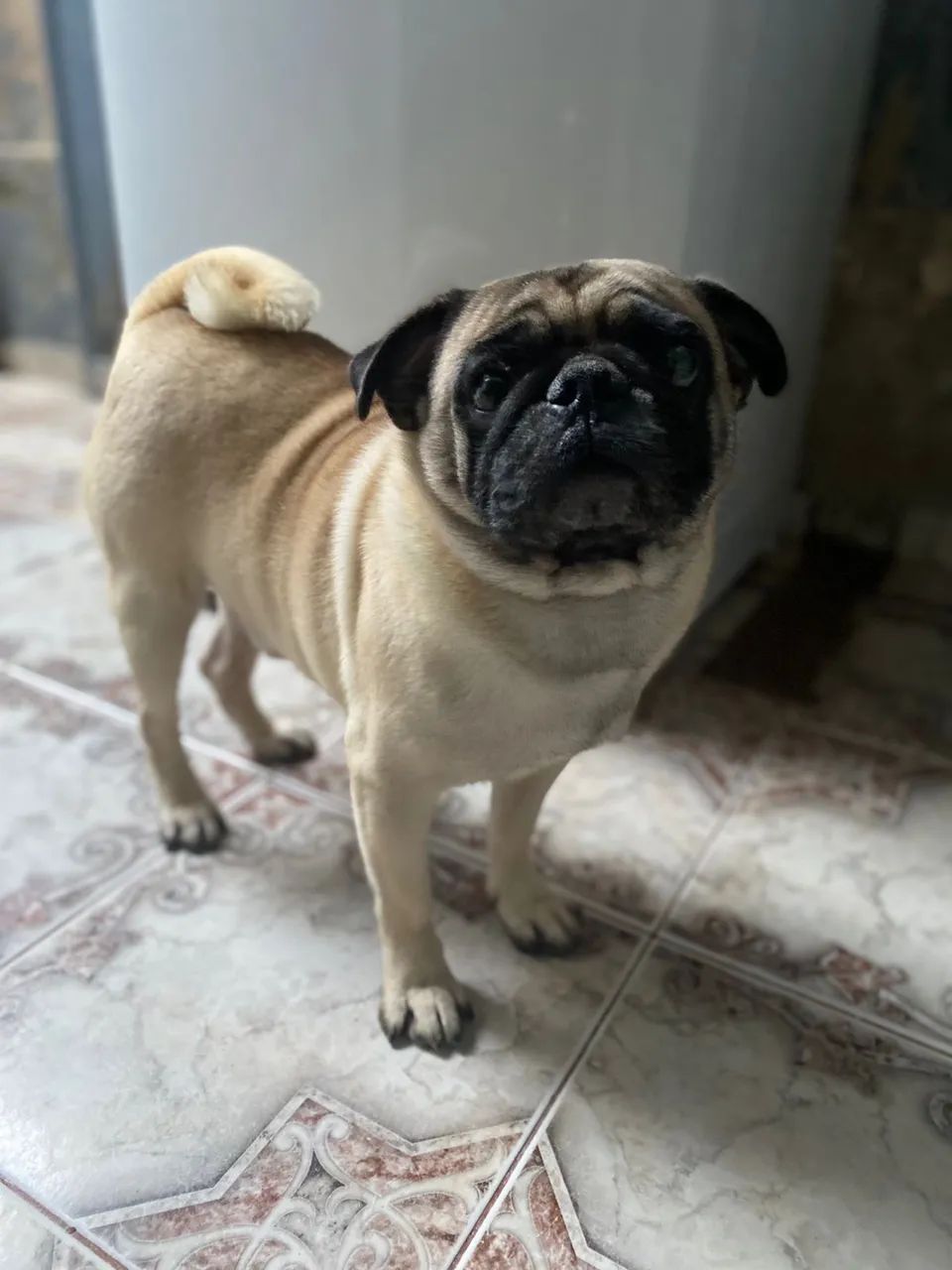 Cachorro pug - Foto 3