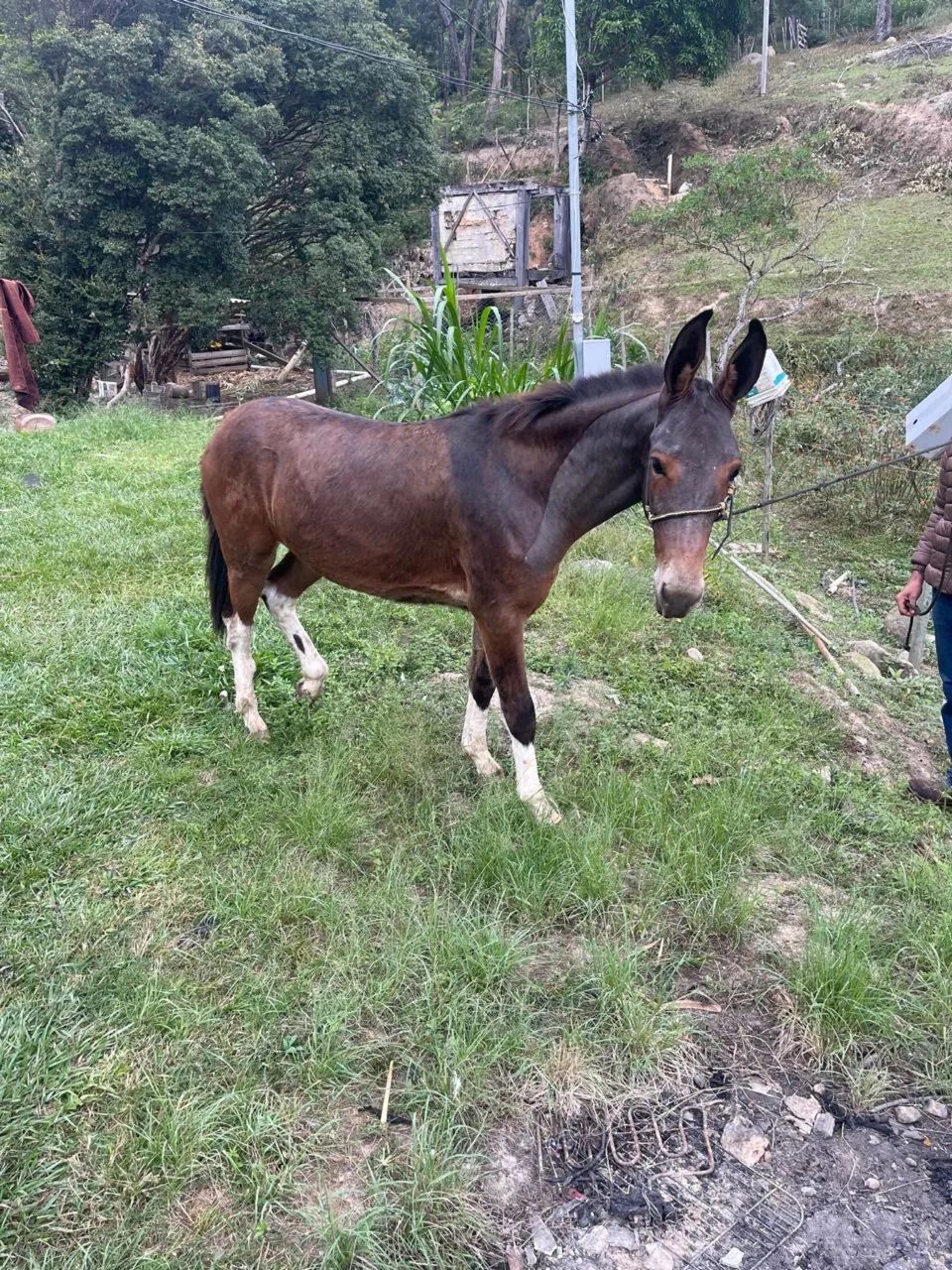 Avenda lindo burro filho de jumento pega em égua manga larga  - Foto 3
