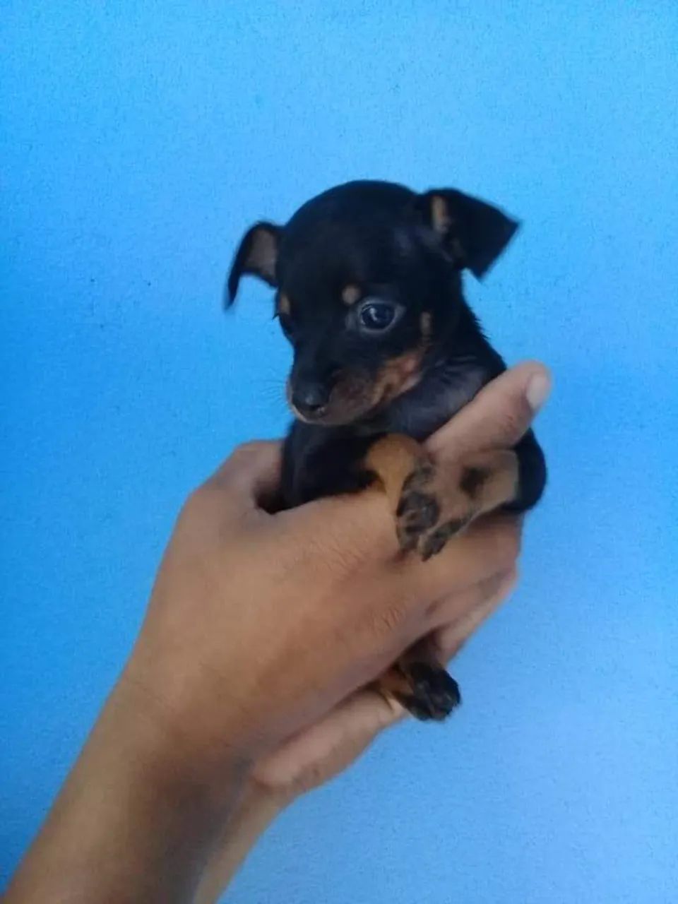 Pinscher filhotes 