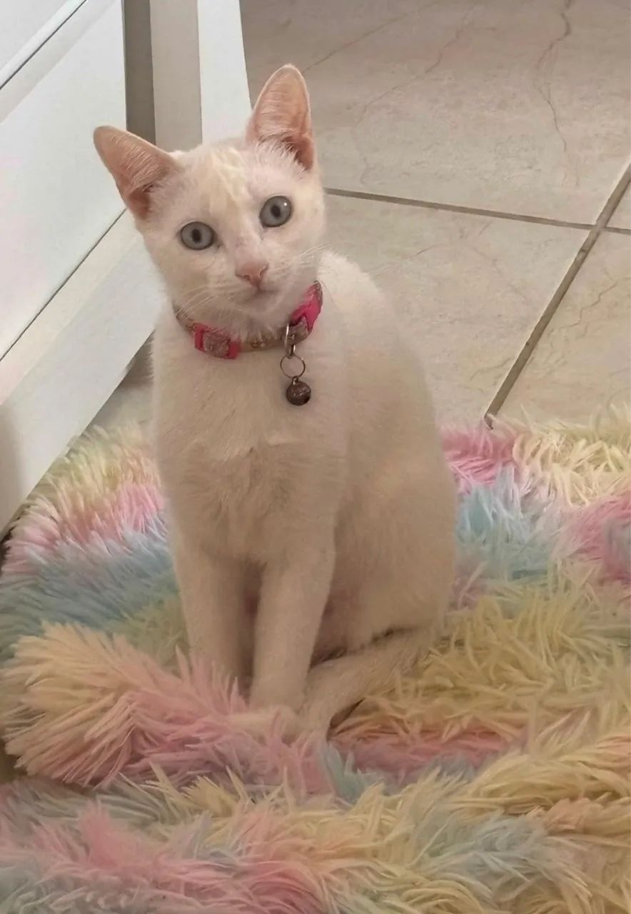 Gata branca olhos azuis 