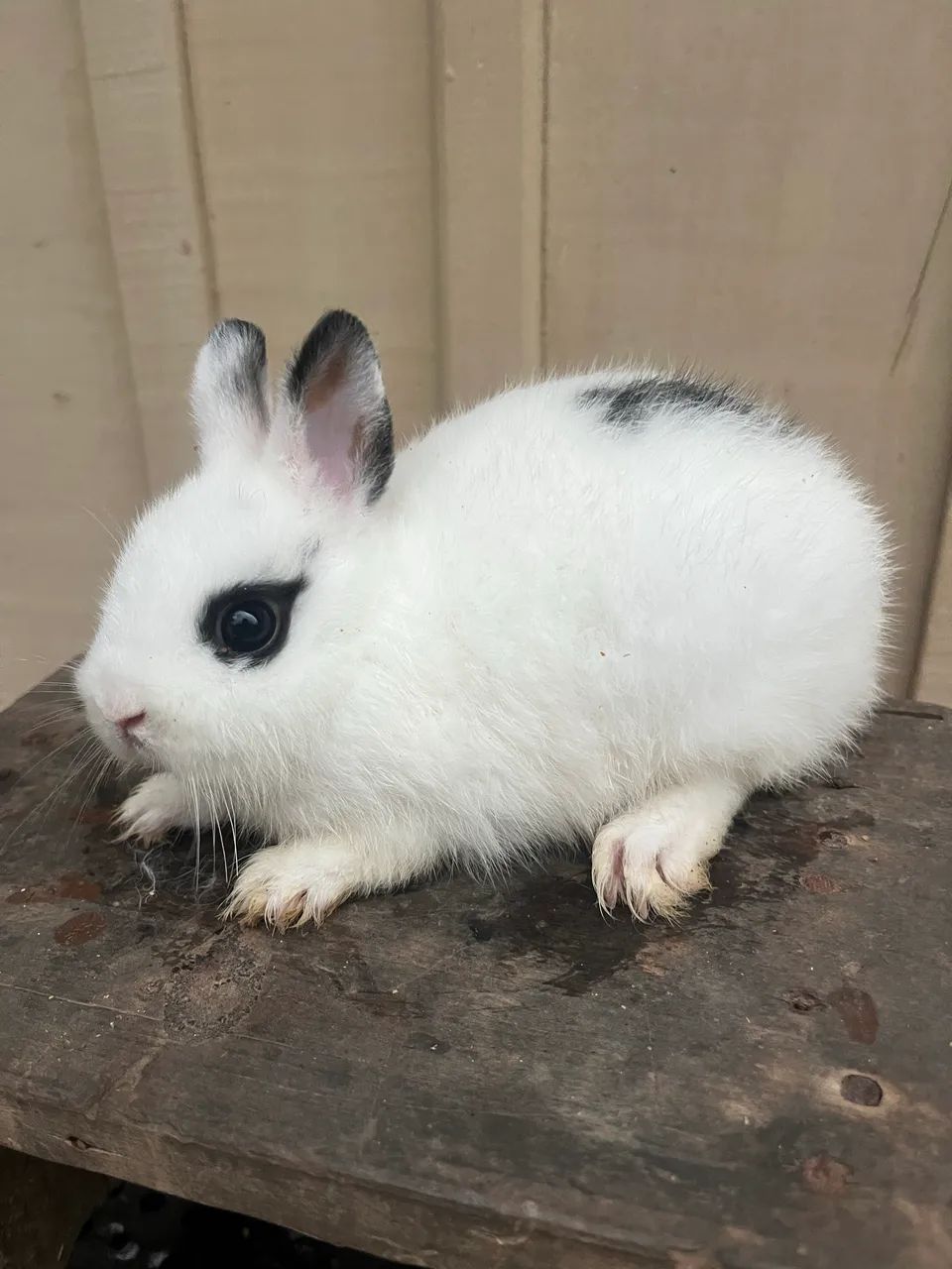 Mini Netherland - Bicolores 64962189234818121