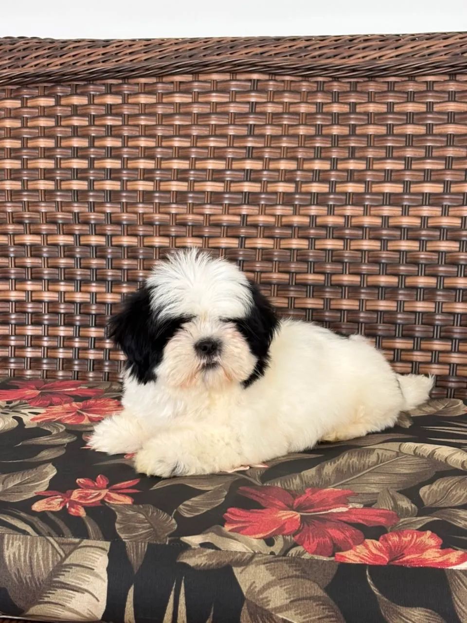 Lhasa macho  - Foto 5
