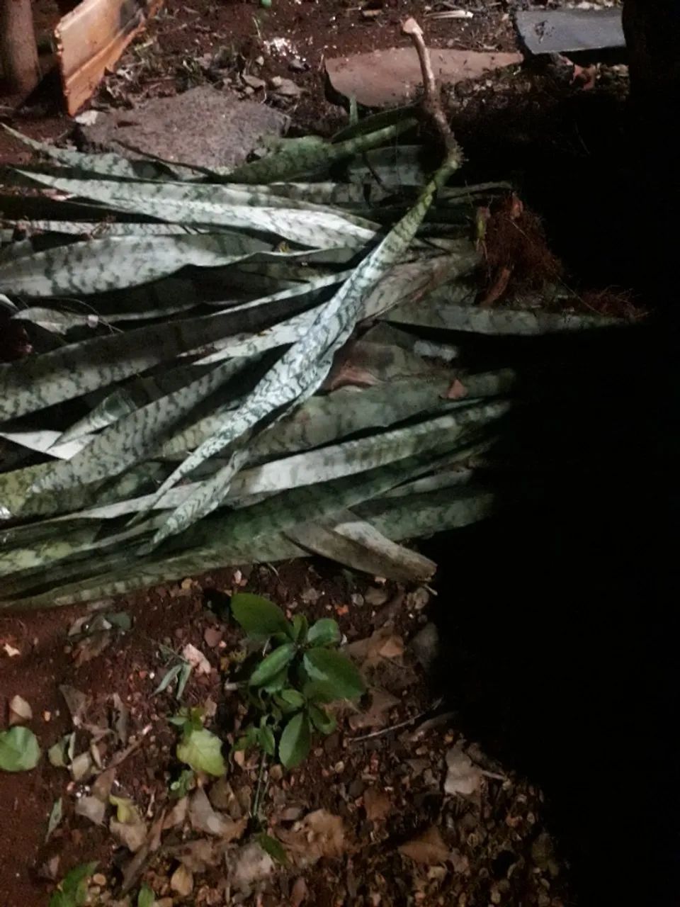 Mudas de Espada de São Jorge - Foto 3
