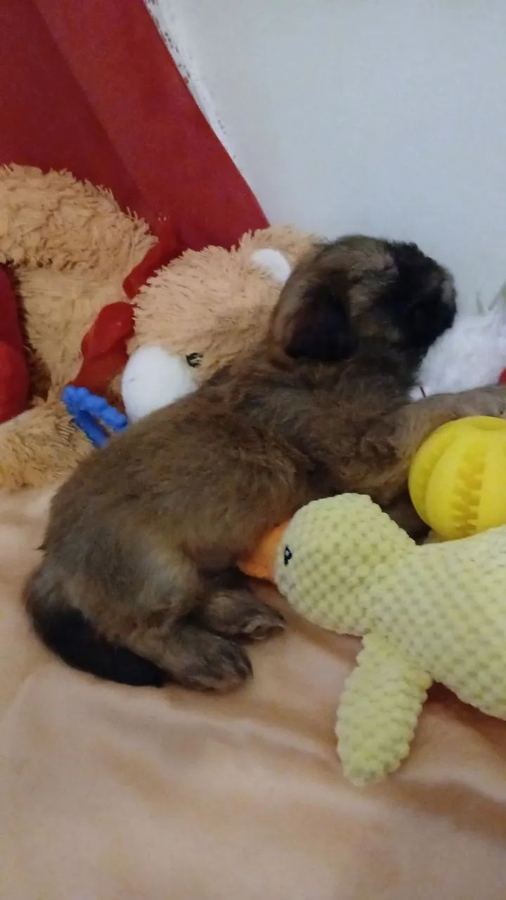 Lhasa apso machinho - Foto 2