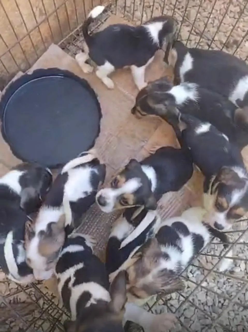 Beagle lindo e saudavel 