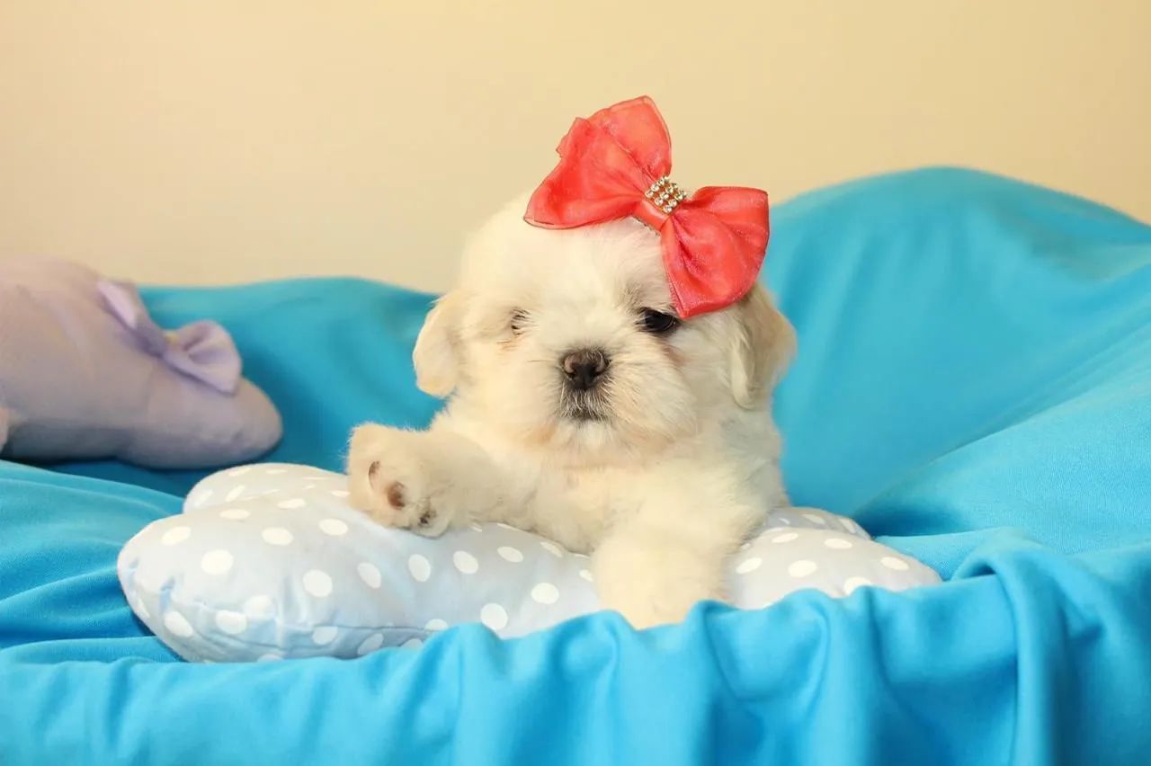 SHIHTZU com pedigree  - Foto 5