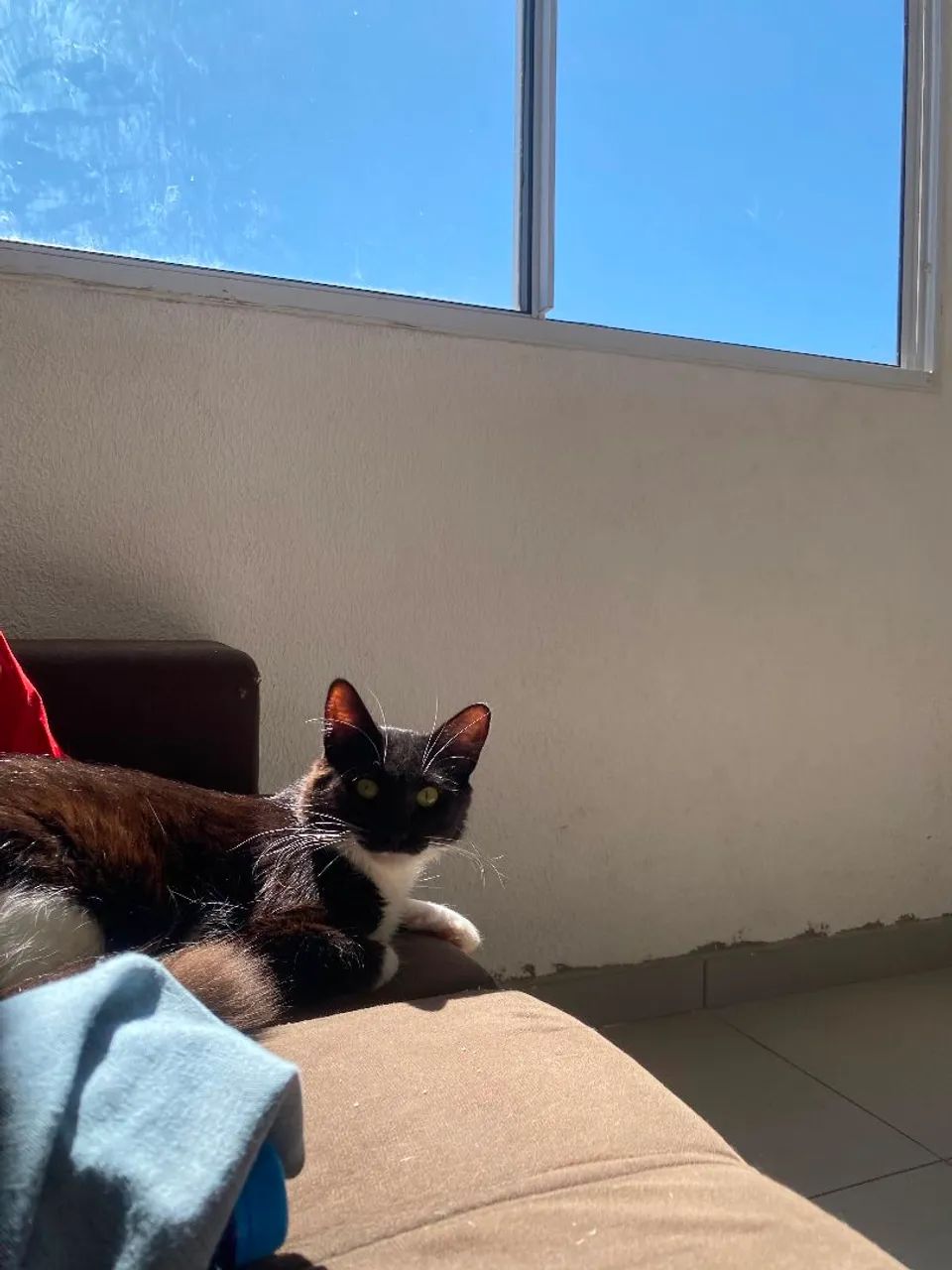Doação de gato - Foto 2