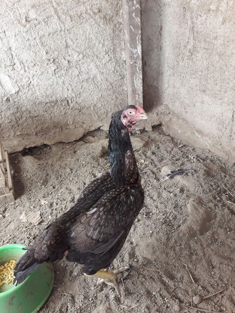 Galinha Bico Curto 