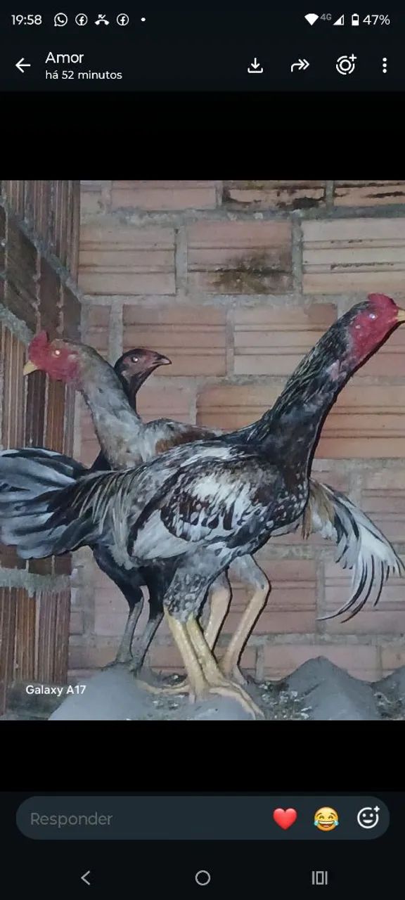 Galo