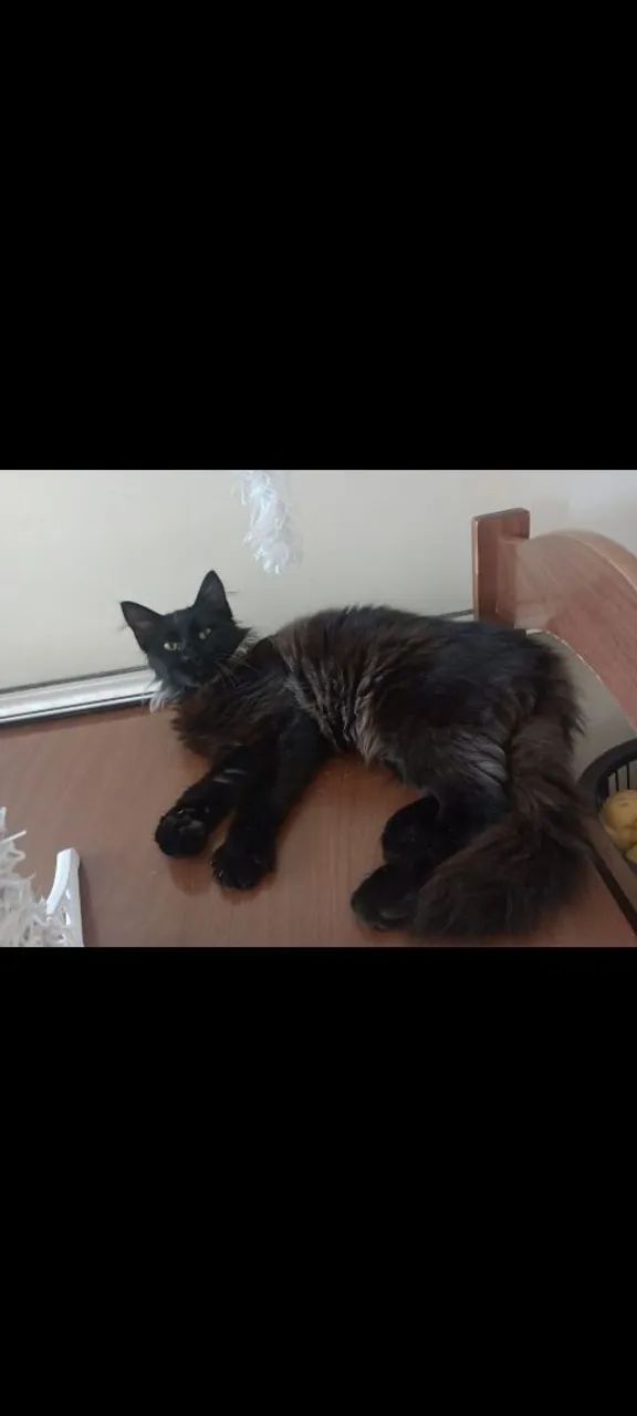 Doa se macho adulto de mestiça a perça - Foto 3