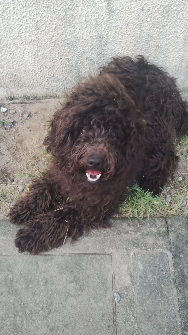 Poodle Macho -11 meses - Foto 2