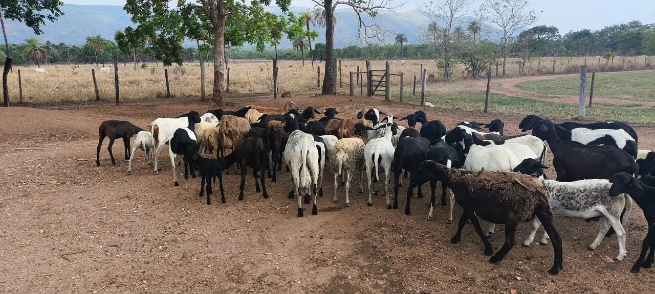 Ovelhas e carneiros  - Foto 5