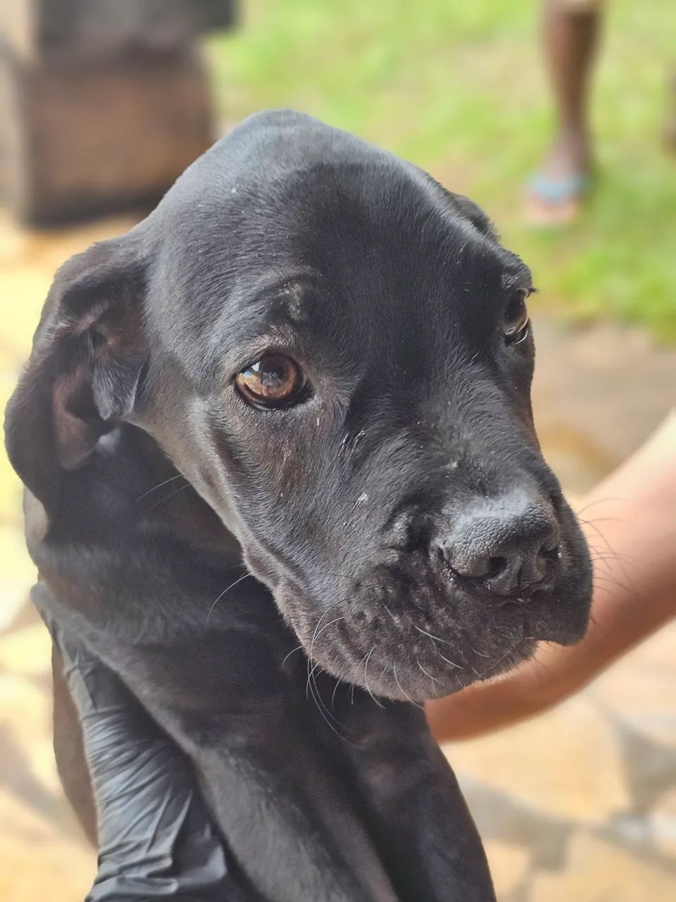 Filhote de Cane Corso  - Foto 2
