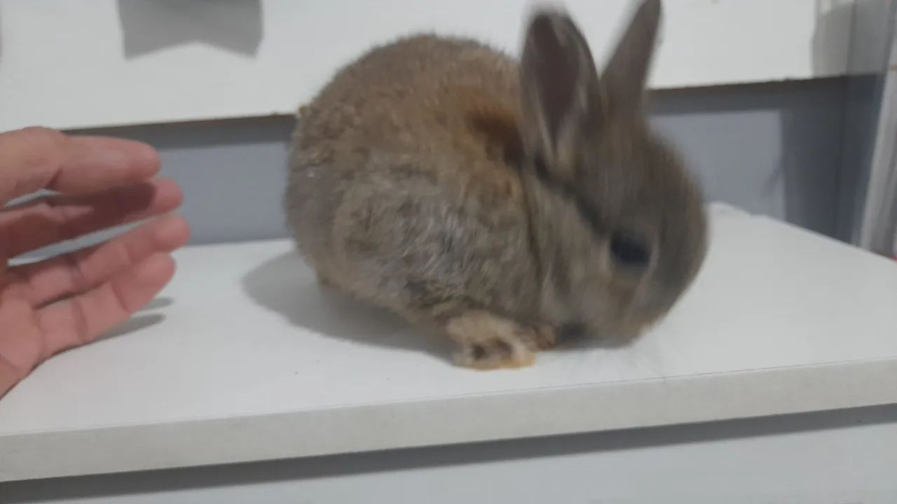 Mini Coelhos - de origem  - Foto 4