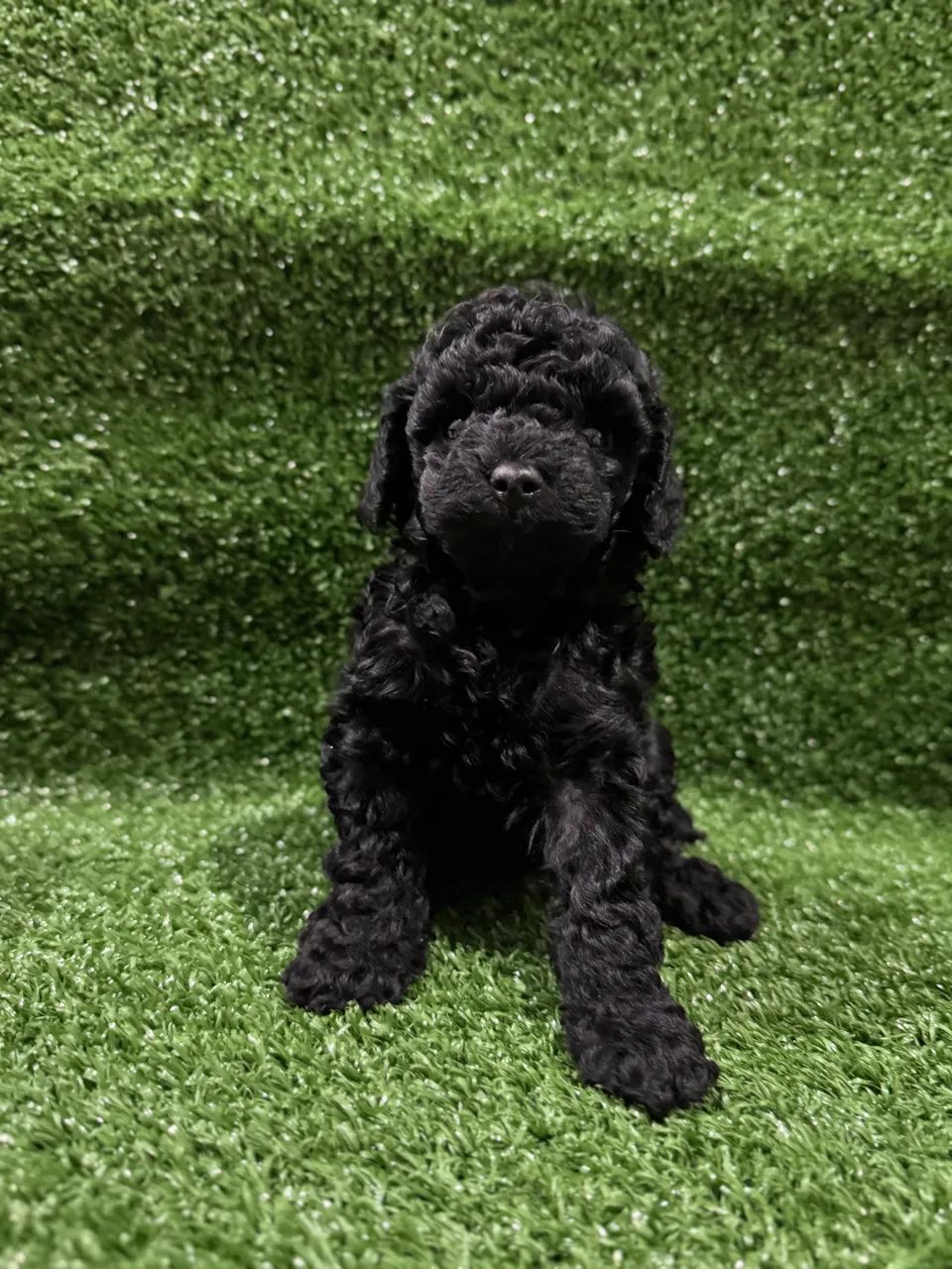 Poodle Toy Macho Black  - Foto 4