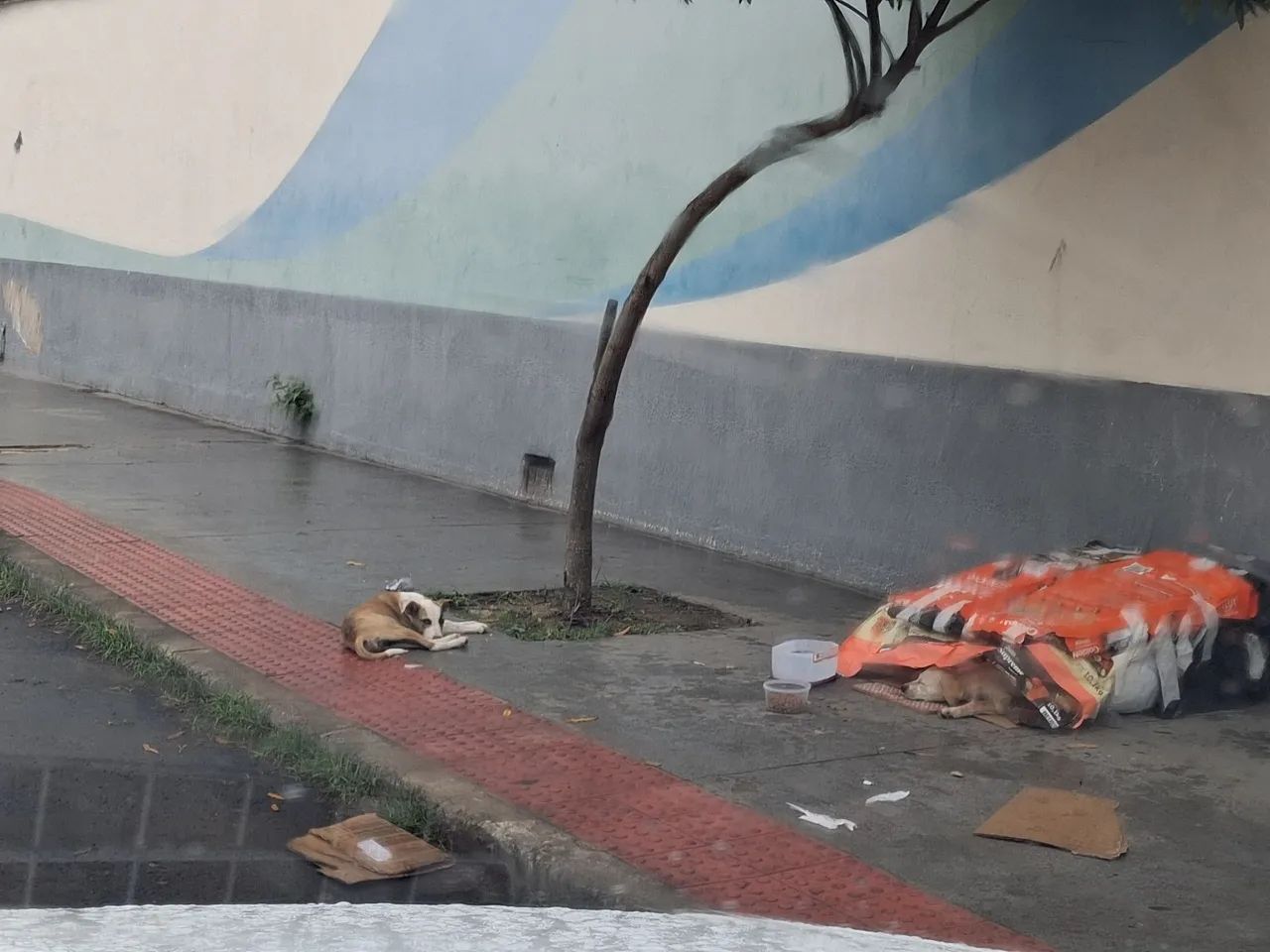 Filhotes Para Adoção - Foto 3