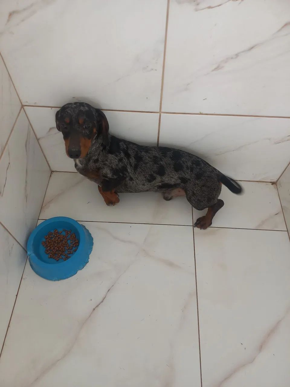 Salsicha arlequim machinho  - Foto 2
