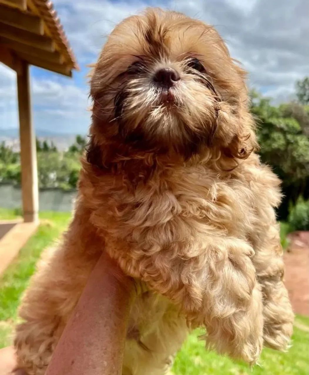 Shihtzu MACHO 