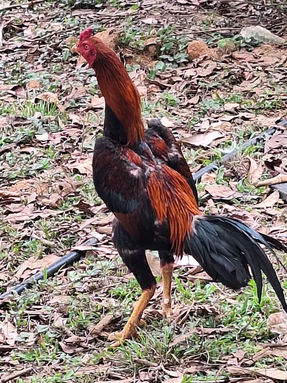 Galo caipira - Foto 2