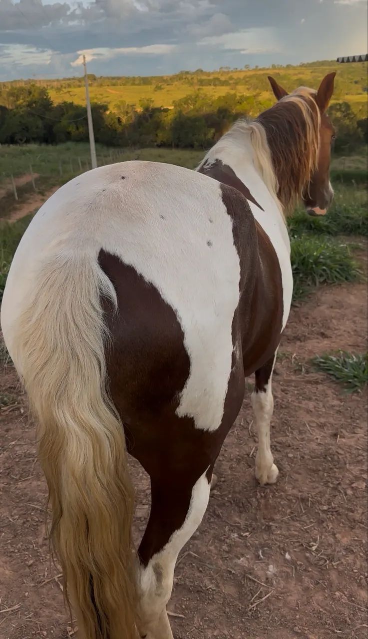Vendo cavalo - Foto 4
