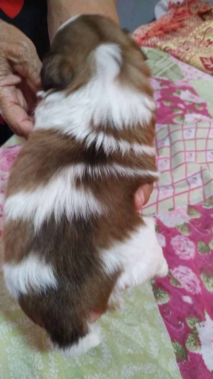 Vende se cachorro shitzu  - Foto 4