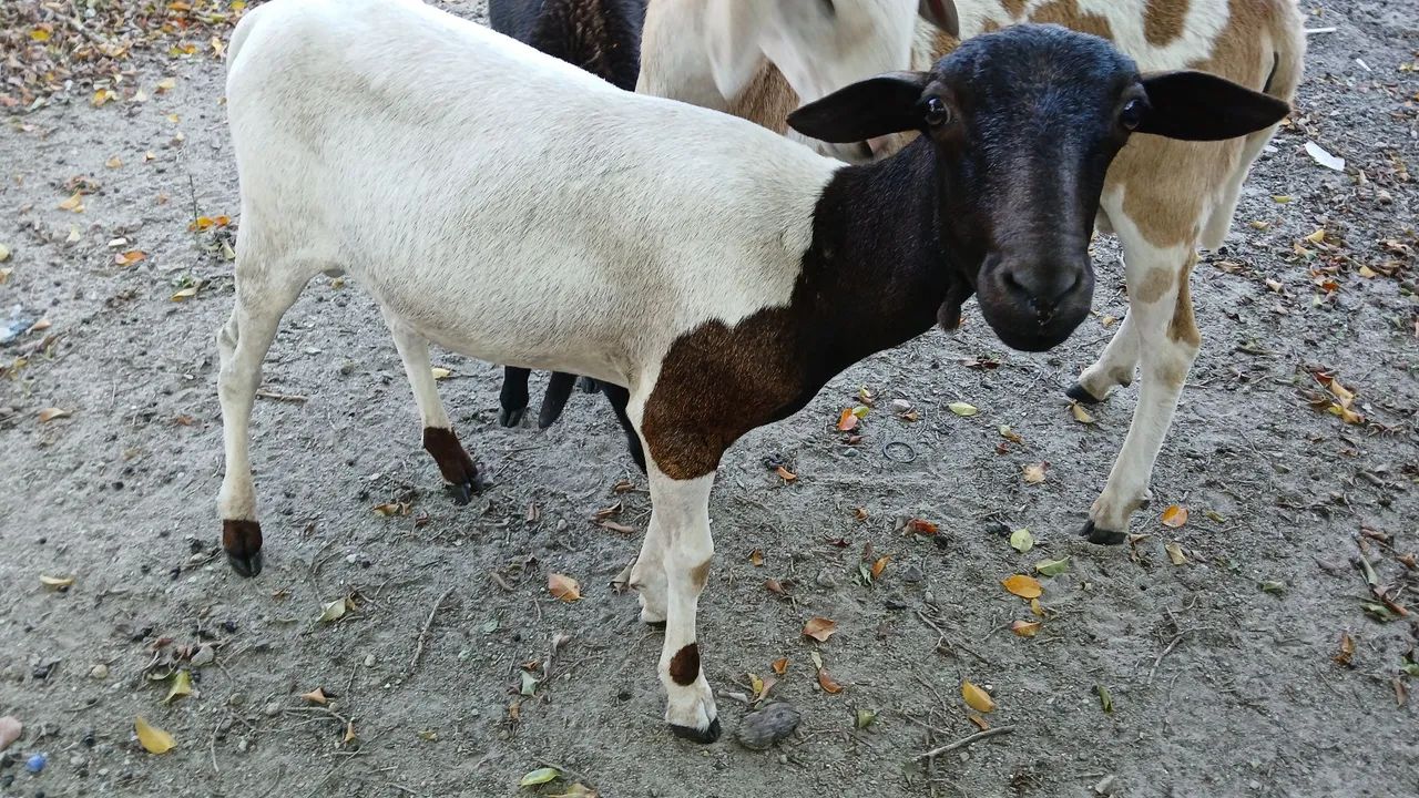 Carneiro  - Foto 5