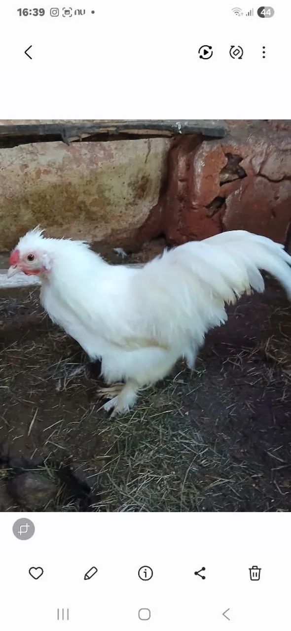 Frango Sedosa - Foto 2