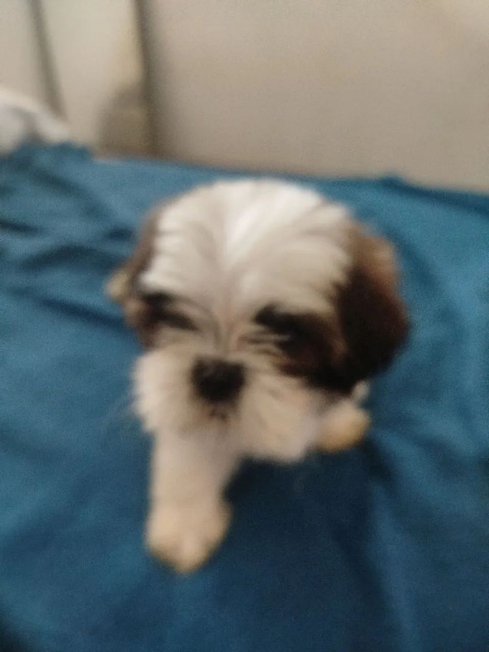 Cachorro da raça shih Tzu  - Foto 5