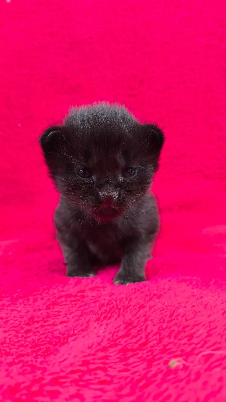 Maine Coon filhotes/ Gatil Cieslak  - Foto 3