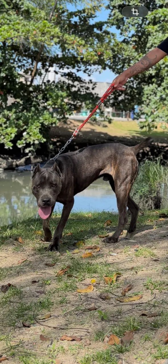 CANE CORSO (MACHO) 