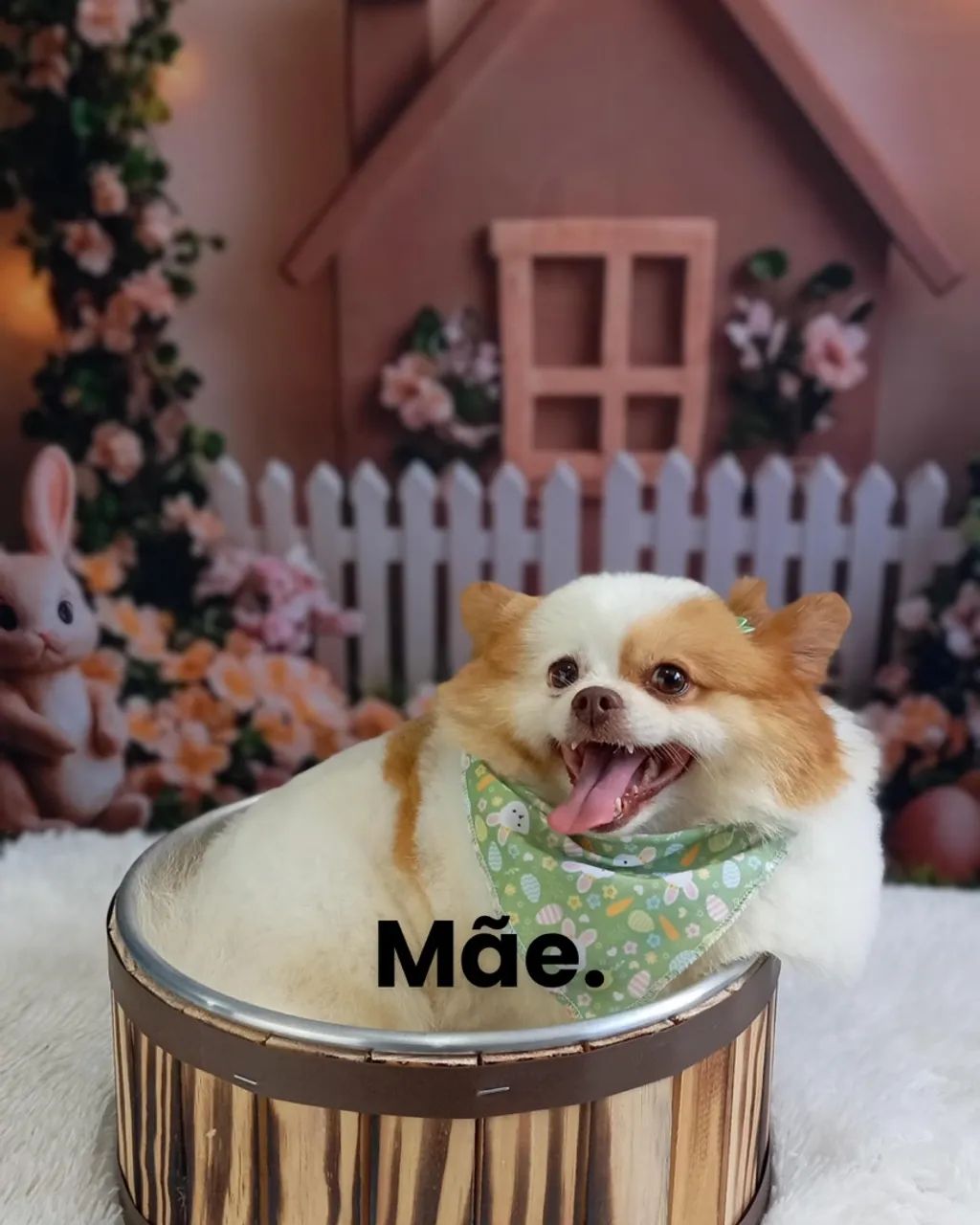 SPITZ ALEMÃO MACHO  - Foto 5