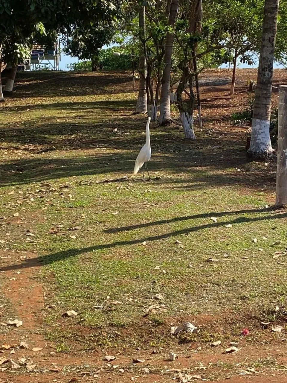 Rancho em Ibitinga  - Foto 4