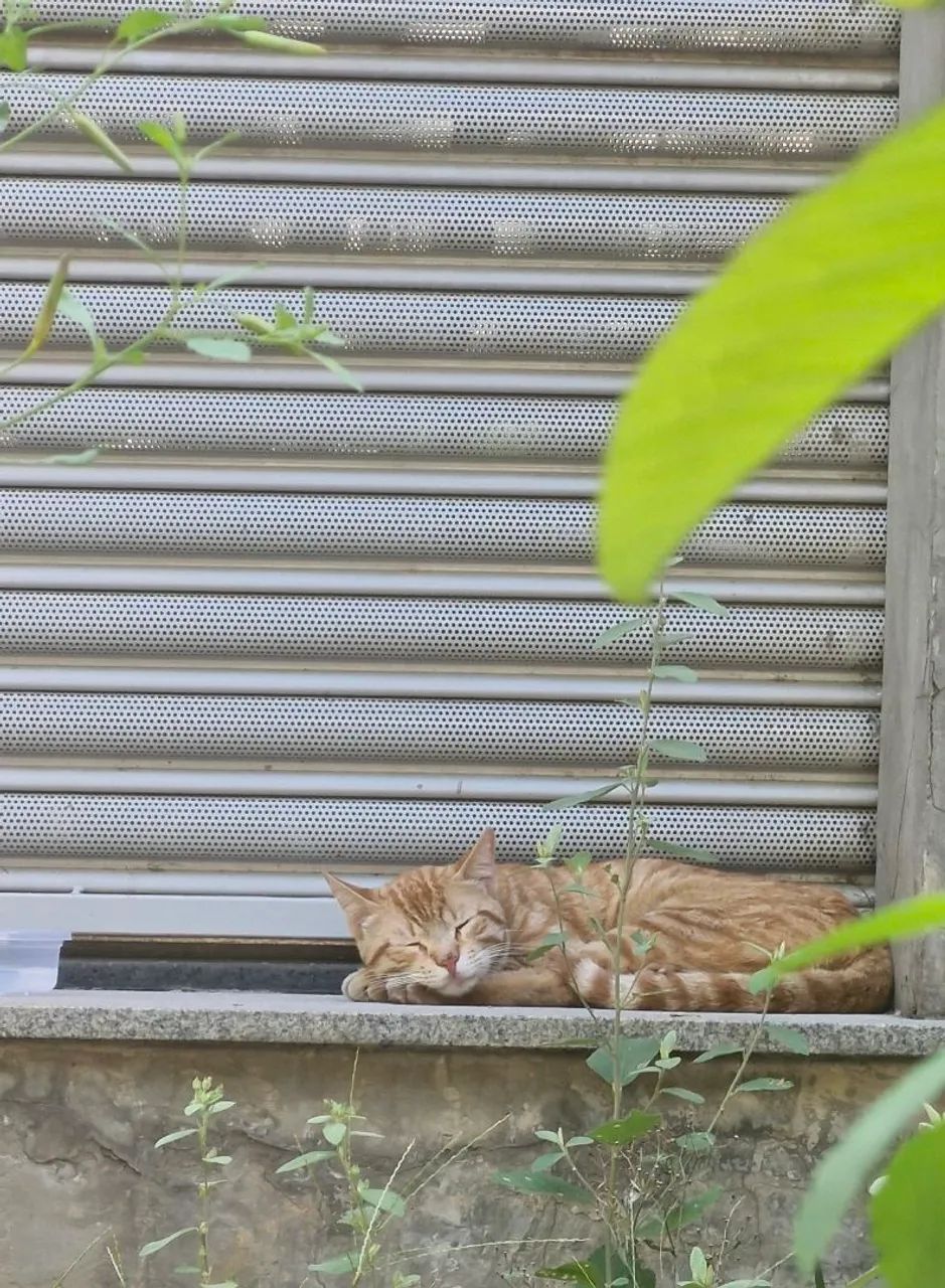 Gatinho laranja - Foto 2