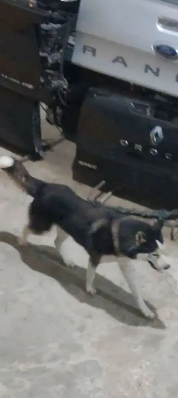 Husk Siberiano Macho Com 1 Ano - Foto 2