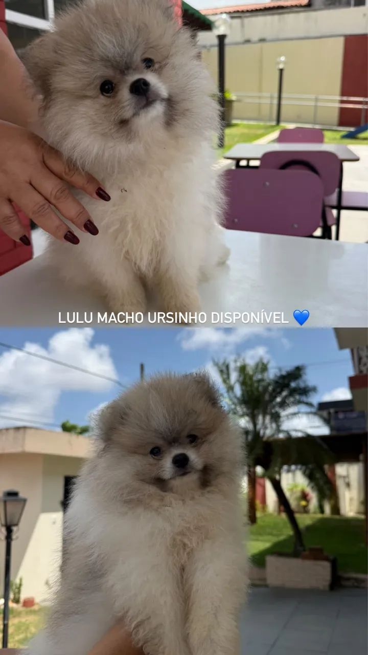 SPITZ ALEMÃO DISPONÍVEL 