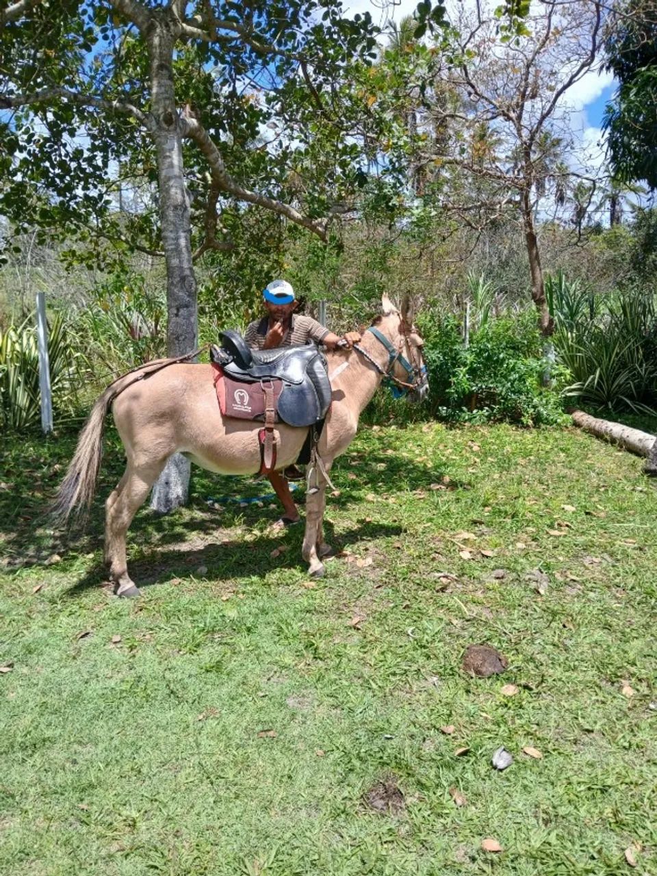 burra mula