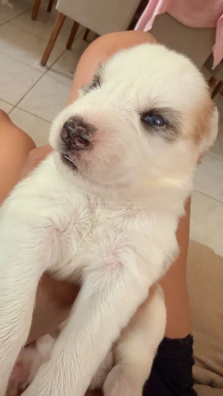 Husky siberiano