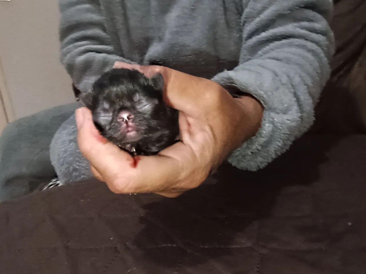 Gato persa