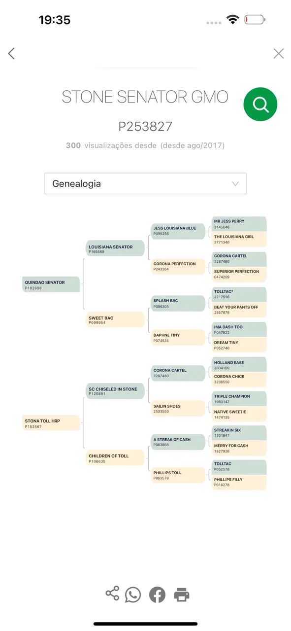 Garanhão Po Qm  - Foto 2