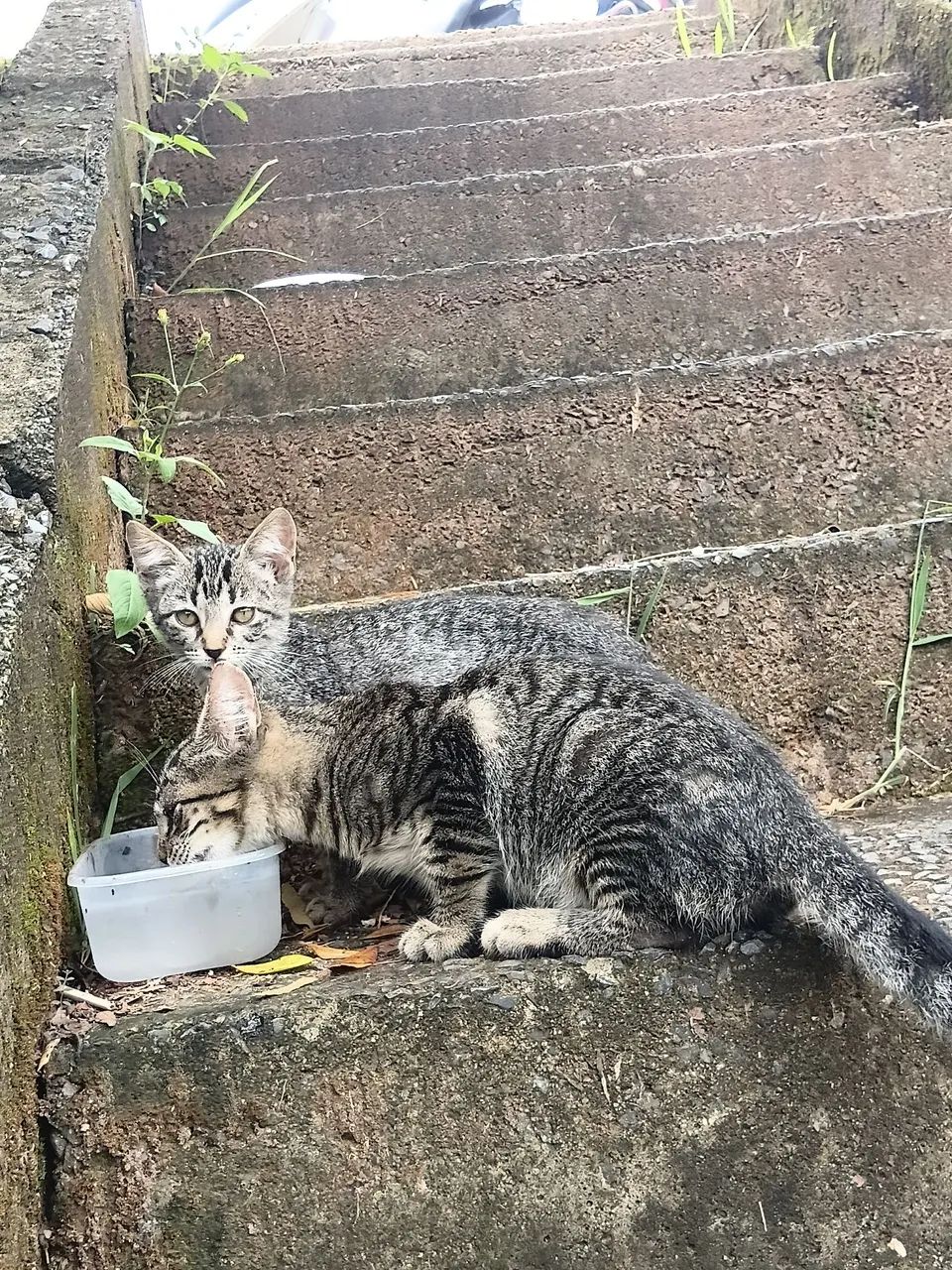Gatinhos abandonados