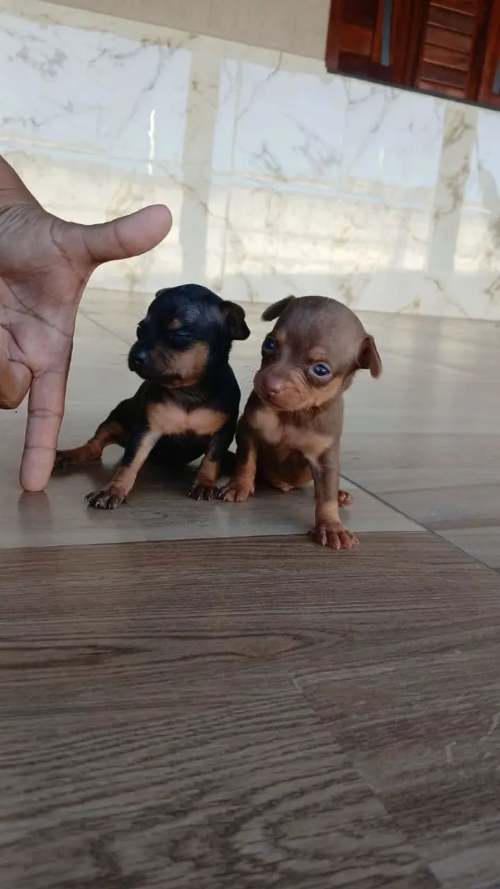 Pinscher zeroooo  - Foto 4