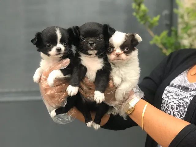Chihuahua pelagem longa - Loja Física ? Canil Próprio ? Compra com Confiança