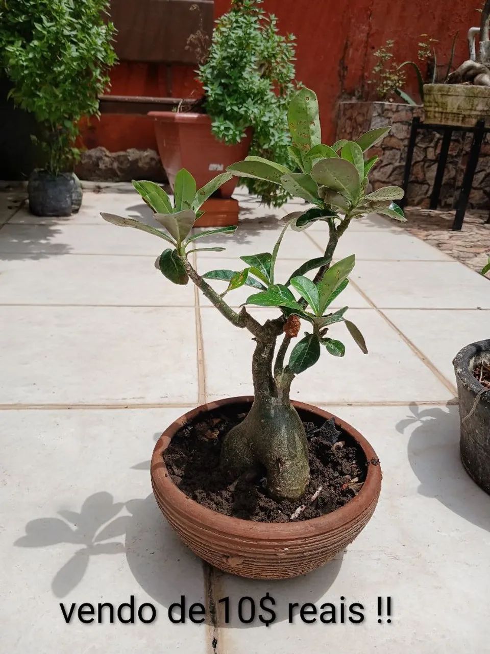 Plantas do deserto  - Foto 2