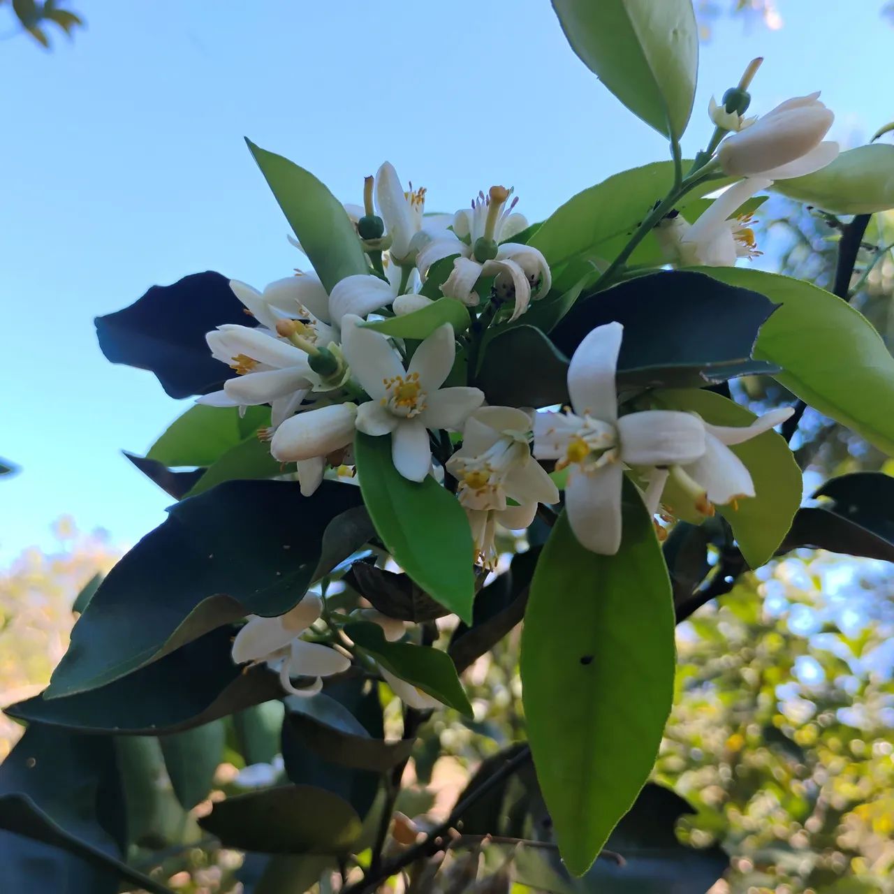 Vende-se Mudas frutíferas 