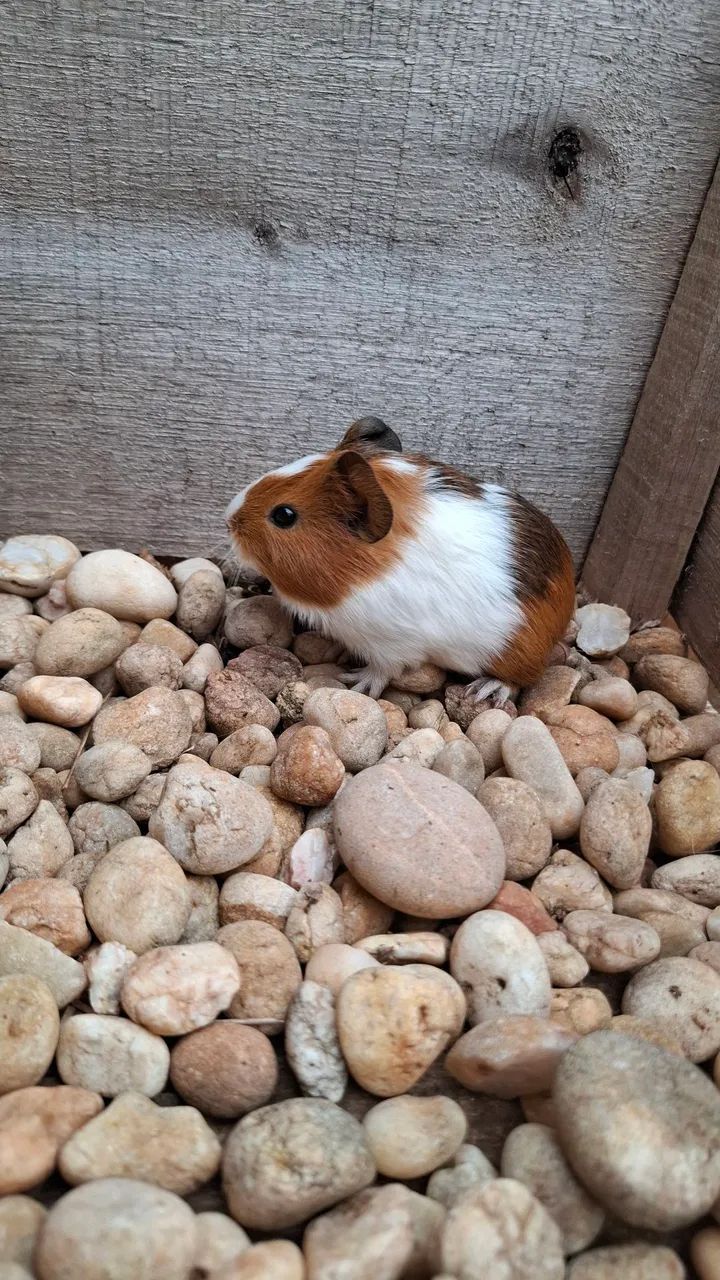 Caviário Paulina - Porquinhos da India - Foto 4