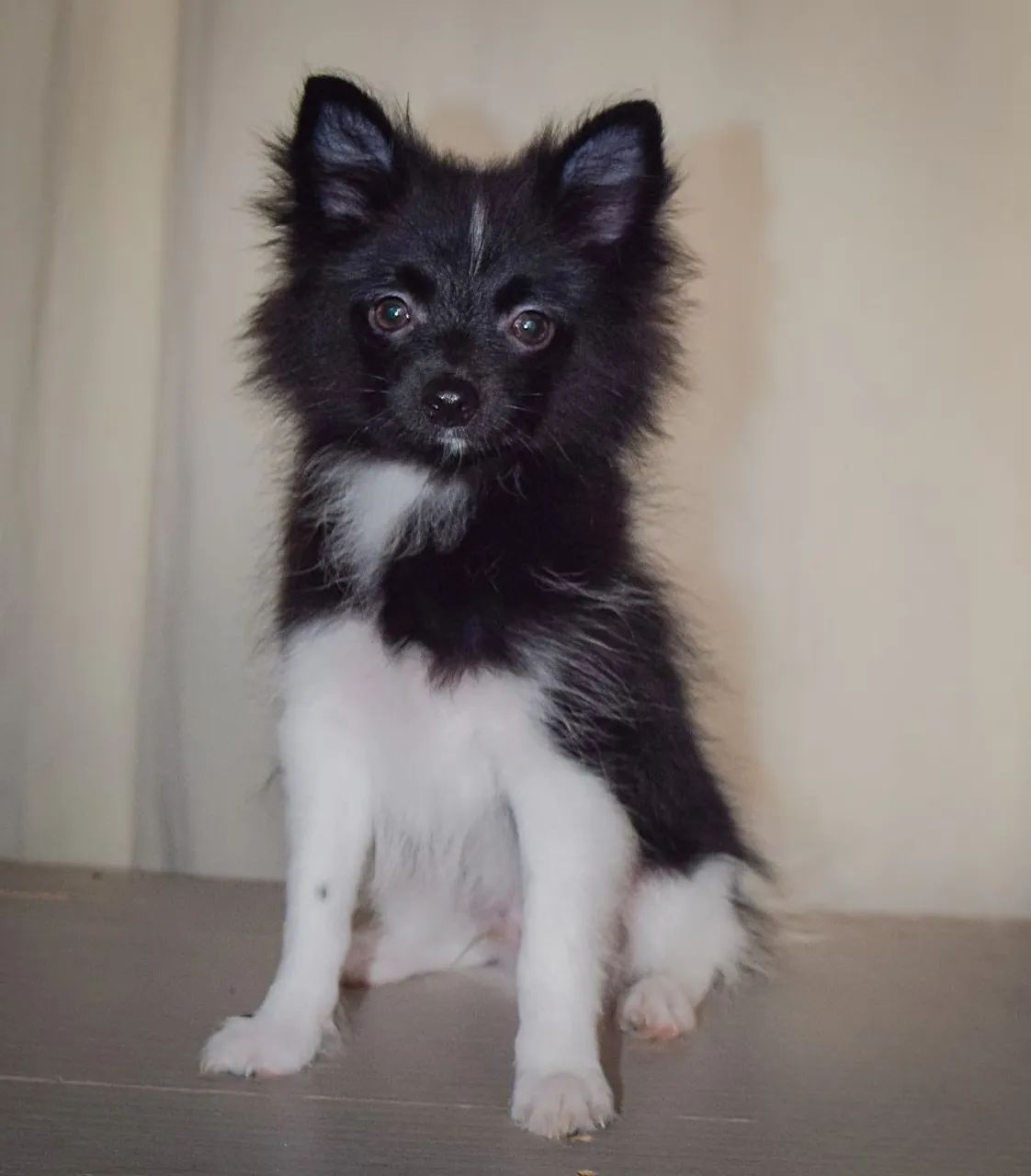 Vendo filhote de spitz alemão 