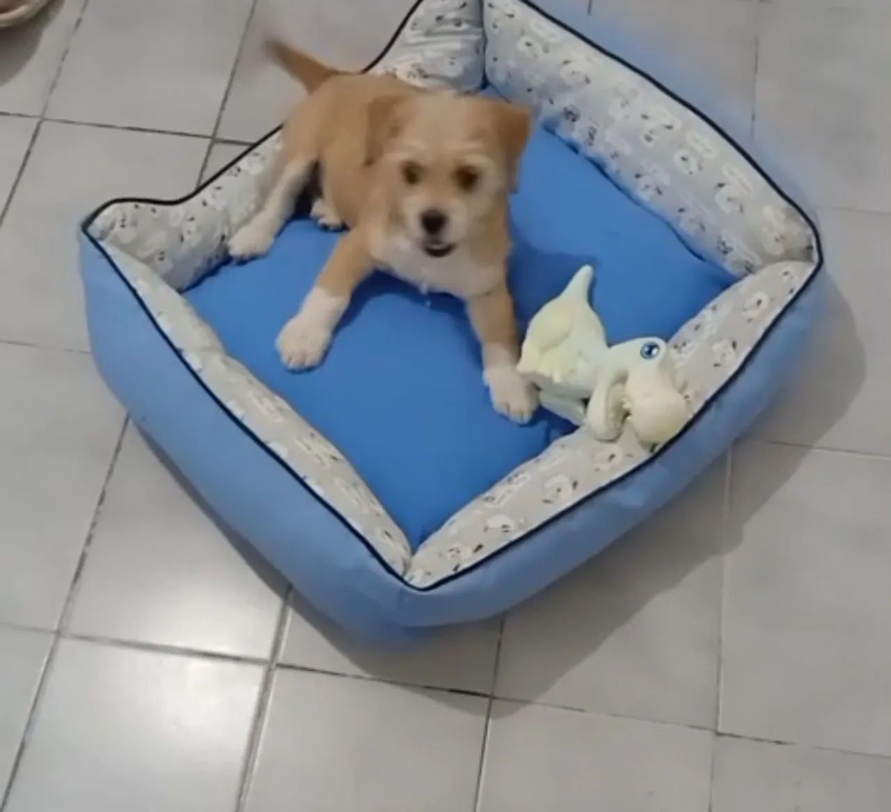 Doa se cachorrinha 