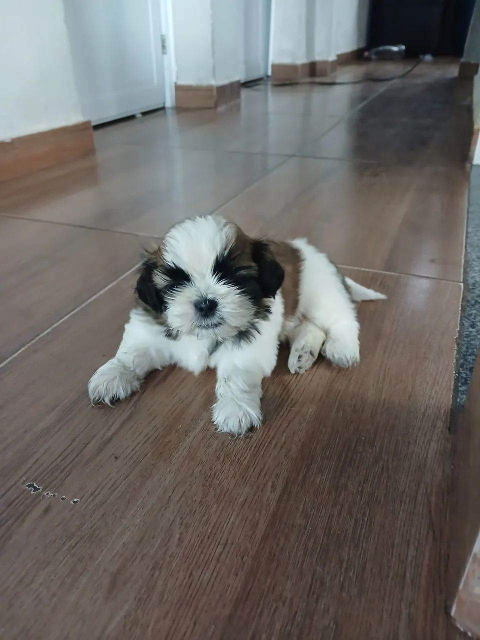 Cachorro shi-tzu 