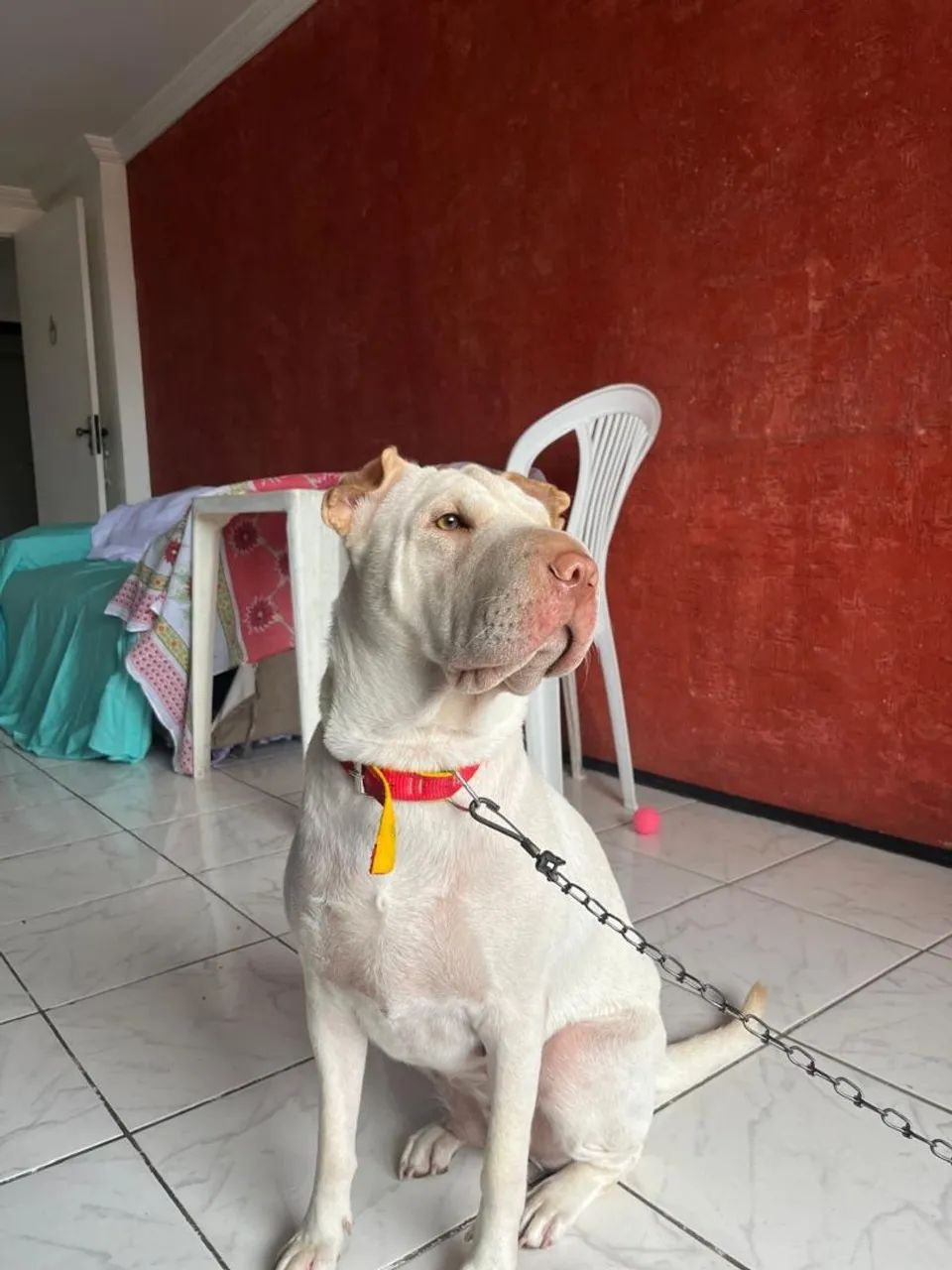 Adoção responsável  - Foto 3